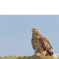 گونه سارگپه تاجدار Crested Honey Buzzard